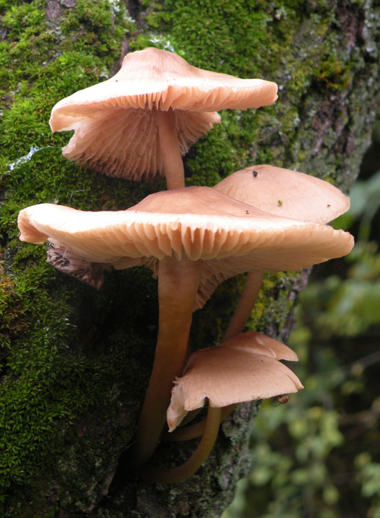 In giardino: Mycena galericulata?